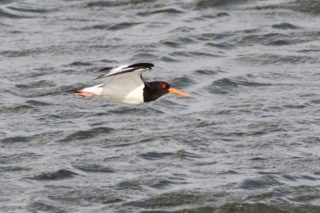 Austernfischer Haematopus ostralegus