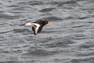 Austernfischer Haematopus ostralegus