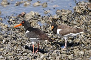 Austernfischer Haematopus ostralegus