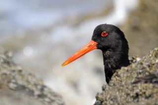 Austernfischer Haematopus ostralegus