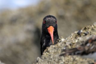 Austernfischer Haematopus ostralegus