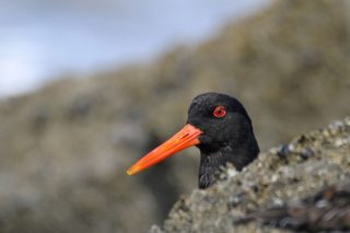 Austernfischer Haematopus ostralegus