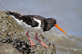 Austernfischer Haematopus ostralegus