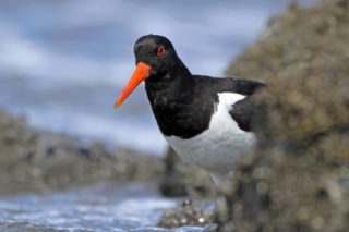 Austernfischer Haematopus ostralegus