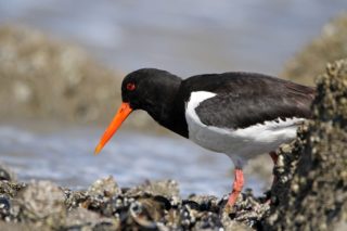 Austernfischer Haematopus ostralegus