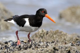 Austernfischer Haematopus ostralegus