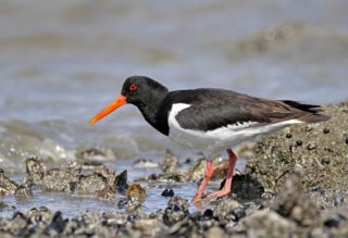 Austernfischer Haematopus ostralegus