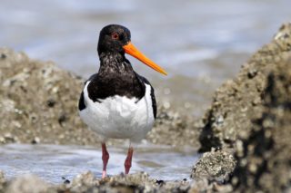 Austernfischer Haematopus ostralegus