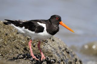 Austernfischer Haematopus ostralegus