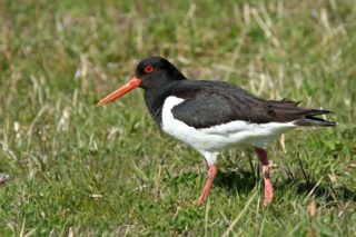 Austernfischer Haematopus ostralegus