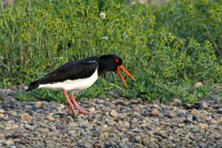 Austernfischer Haematopus ostralegus