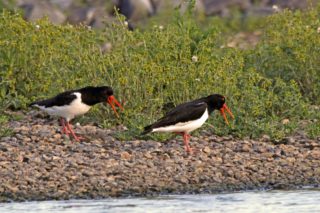 Austernfischer Haematopus ostralegus