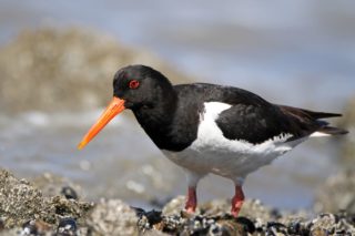 Austernfischer Haematopus ostralegus