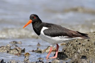 Austernfischer Haematopus ostralegus