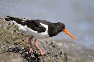 Austernfischer Haematopus ostralegus