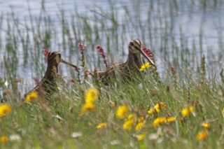 Bekassine Gallinago gallinago