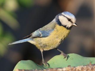 Blaumeise Cyanistes caeruleus