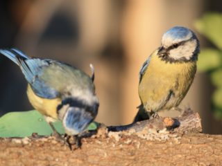 Blaumeise Cyanistes caeruleus