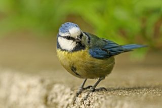 Blaumeise Cyanistes caeruleus