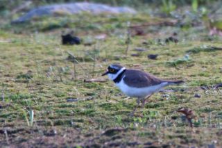 Flussregenpfeifer Charadrius dubius