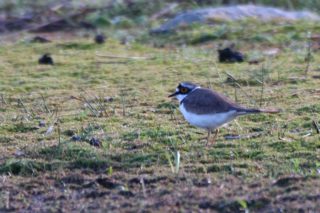 Flussregenpfeifer Charadrius dubius