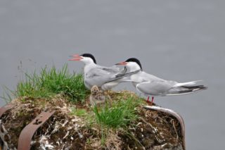 Flussseeschwalbe Sterna hirundo