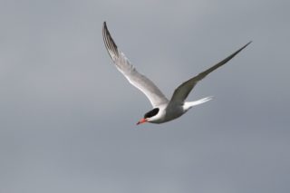 Flussseeschwalbe Sterna hirundo