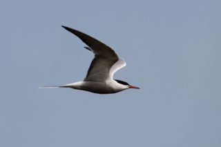 Flussseeschwalbe Sterna hirundo