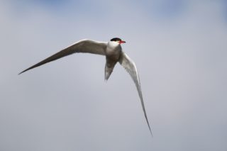 Flussseeschwalbe Sterna hirundo