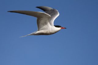 Flussseeschwalbe Sterna hirundo