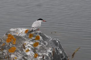 Flussseeschwalbe Sterna hirundo