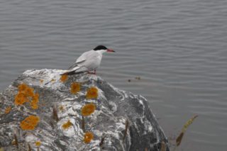Flussseeschwalbe Sterna hirundo