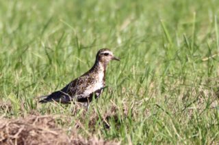 Goldregenpfeifer Pluvialis apricaria