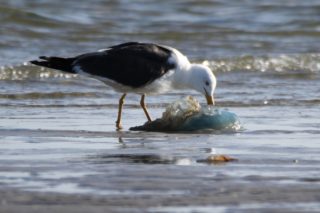 Heringsmöwe Larus fuscus