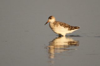 Kampfläufer Philomachus pugnax