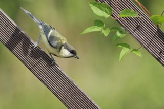 Kohlmeise Parus major