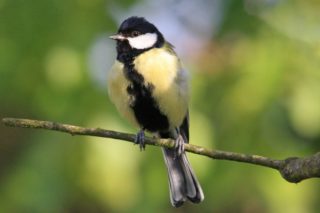 Kohlmeise Parus major