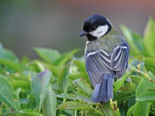 Kohlmeise Parus major