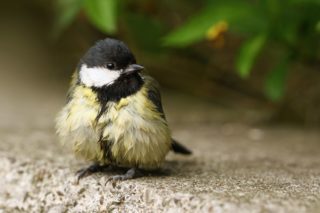 Kohlmeise Parus major