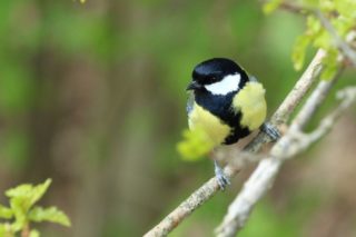 Kohlmeise Parus major