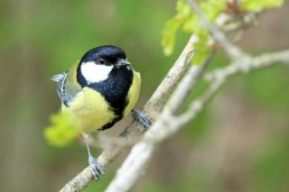 Kohlmeise Parus major