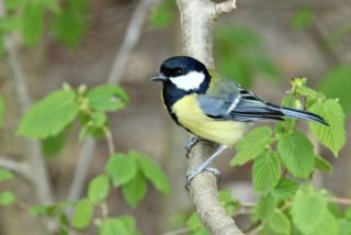 Kohlmeise Parus major