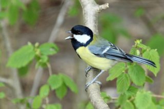 Kohlmeise Parus major