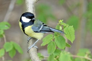 Kohlmeise Parus major