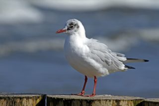 Lachmöwe Larus ridibundus