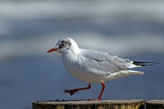 Lachmöwe Larus ridibundus