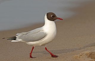 Lachmöwe Larus ridibundus