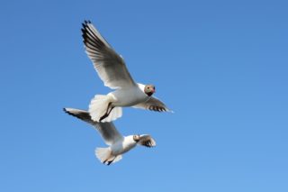 Lachmöwe Larus ridibundus