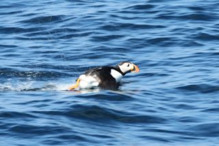 Papageitaucher Fratercula arctica