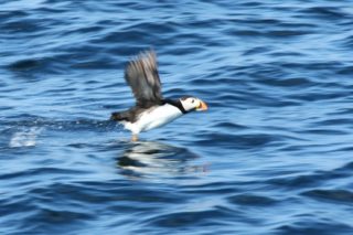 Papageitaucher Fratercula arctica